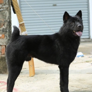 huan-luyen-cho-mong-coc