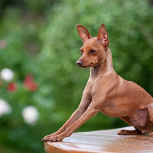 huan-luyen-cho-phoc-huou