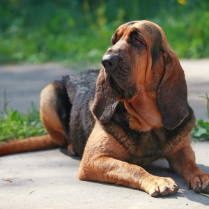 bloodhound