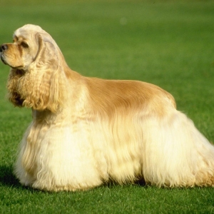 huan-luyen-cho-cocker