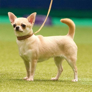 huan-luyen-cho-chihuahua
