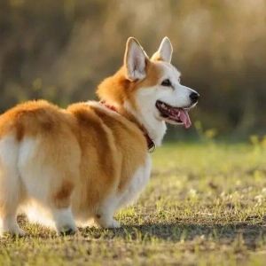 huan-luyen-cho-corgi