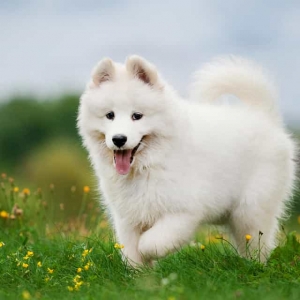 huan-luyen-cho-samoyed