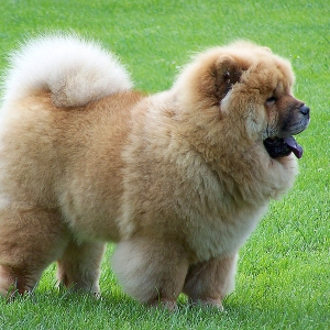 huan-luyen-cho-chow-chow