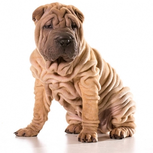 dong-cho-chinese-shar-pei
