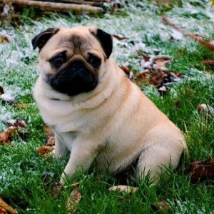 huan-luyen-cho-pug