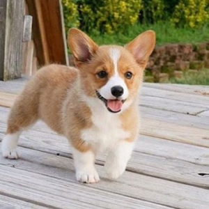 huan-luyen-cho-corgi-trung-tam-huan-luyen-cho-cuong-phat-vung-tau