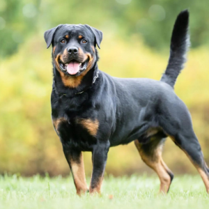 huan-luyen-cho-rottweiler