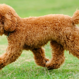 huan-luyen-cho-poodle